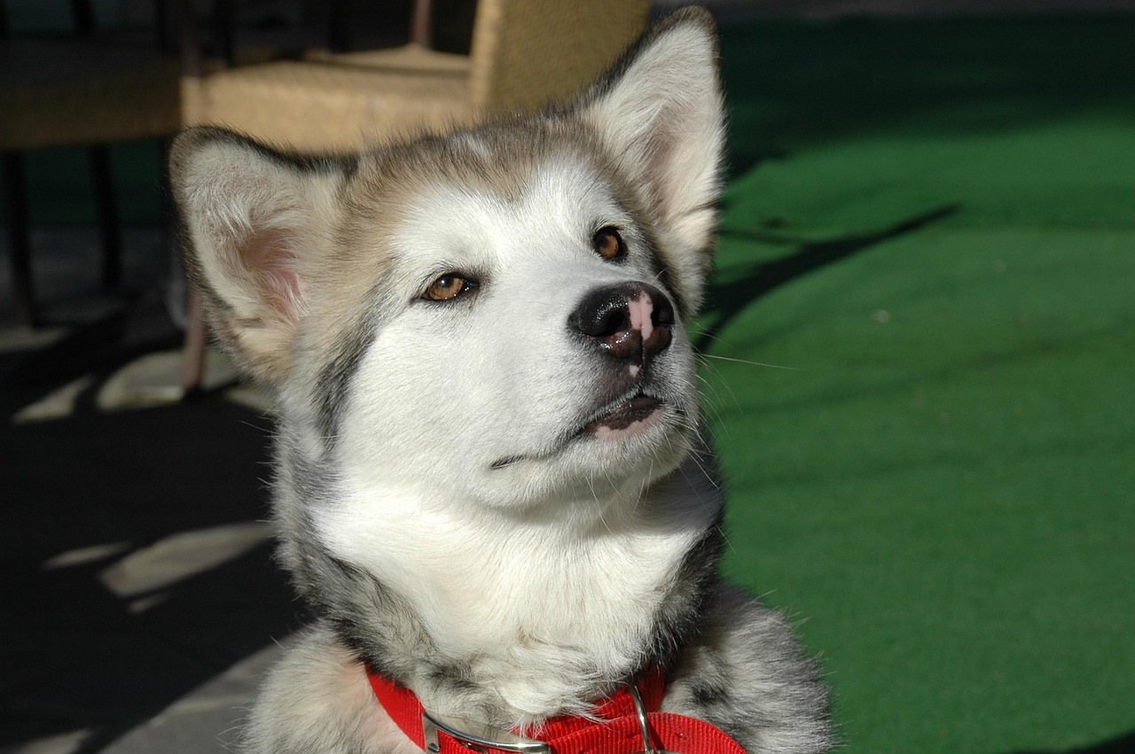 Alaskan Klee Kai